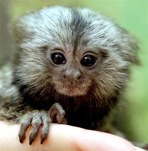 Website: Www. . Monkey for sale nevada